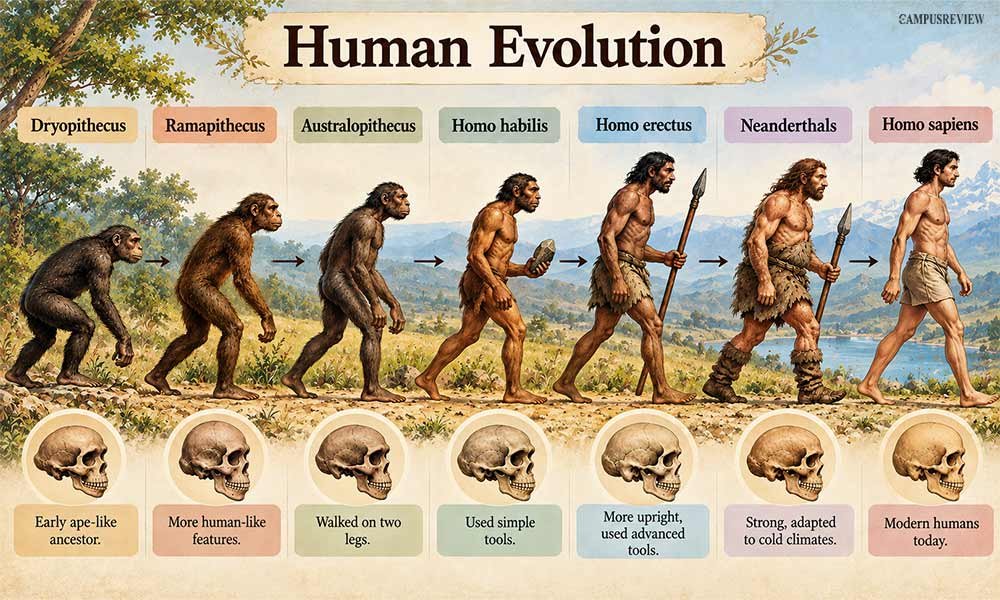 7 Stages of Human Evolution