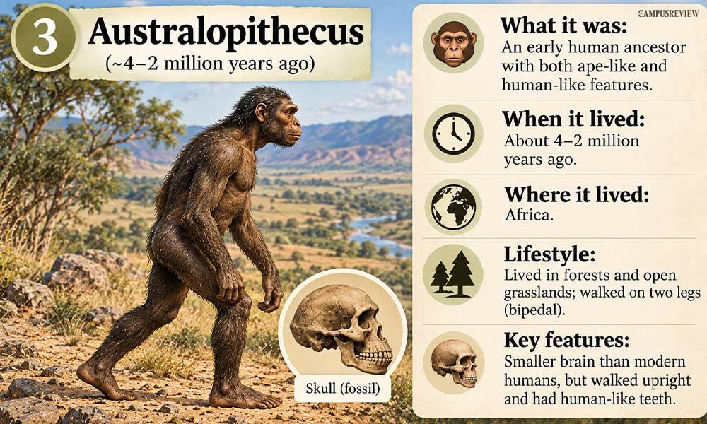 Australopithecus