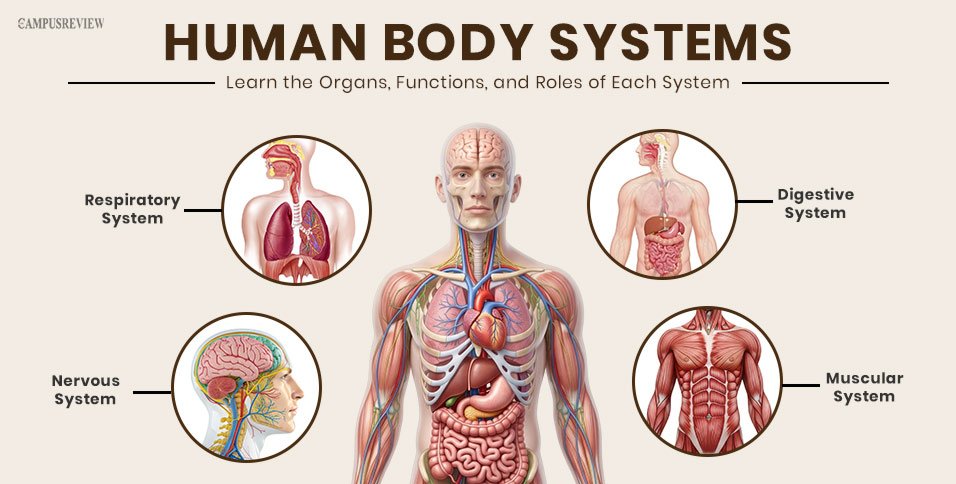 11 Human Body Systems Explained: Learn the Organs, Functions, and Roles of Each System