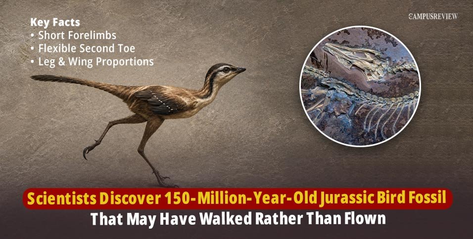 Scientists Discover 150-Million-Year-Old Jurassic Bird Fossil That May Have Walked Rather Than Flown