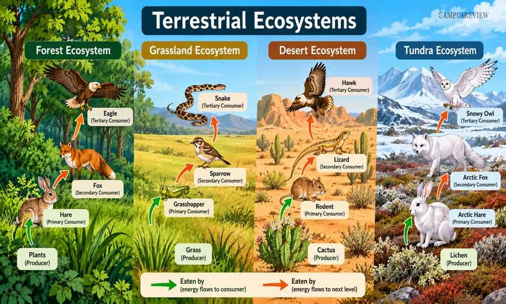 Types of Terrestrial Ecosystems