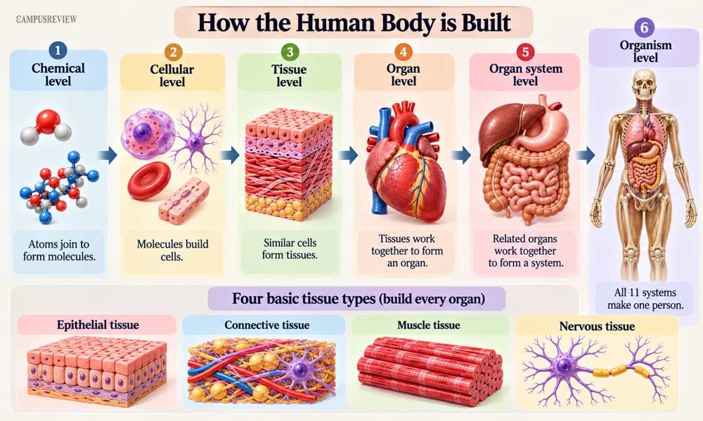 What Are Human Body Systems?