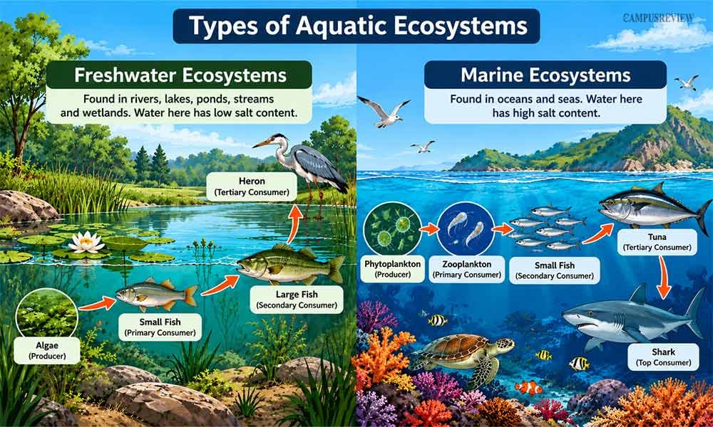 Types of Aquatic Ecosystems