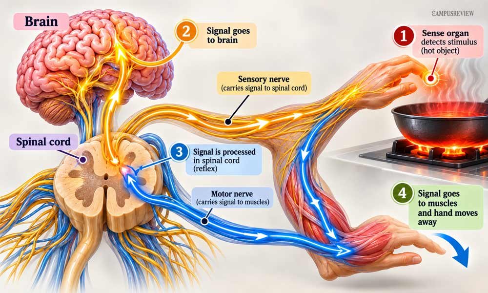 Nervous System