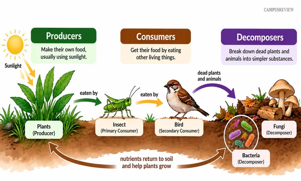 What Are Producers, Consumers, and Decomposers?